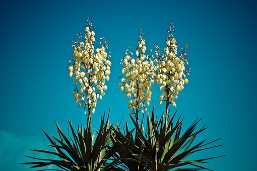 Palm Lily Family Plant Blossom Bloom Flora Yucca