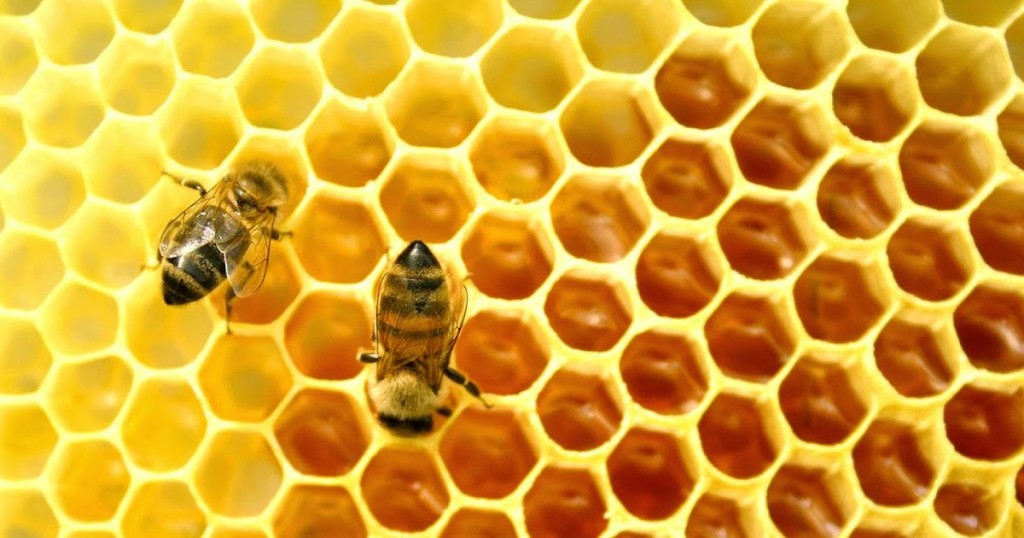 honey_sweet_abstract_bees_hives_cones-hd-wallpaper-449241-1