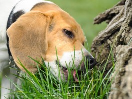 Γιατί ο σκύλος μας …βοσκάει;