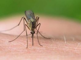 Ιός του Δυτικού Νείλου: Σε πλήρη εξέλιξη η επιδημία