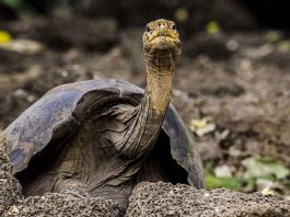 Γιγάντια χελώνα “κρύβει” τα μυστικά της μακροζωίας! Τι ανακάλυψαν οι επιστήμονες