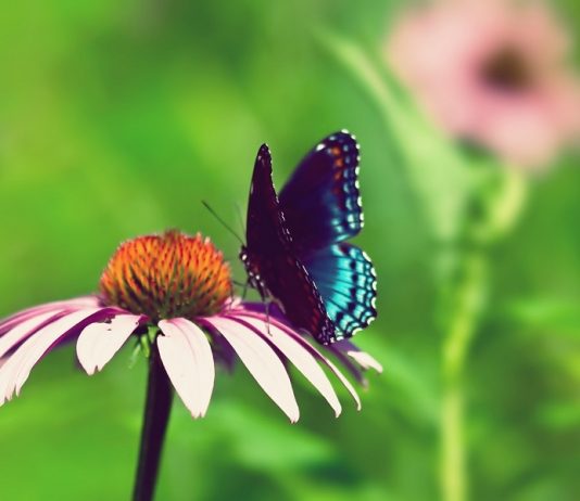 O μεγάλος αφανισμός – Είδος υπό εξαφάνιση τα έντομα!